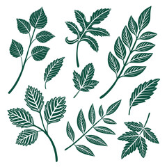 Collection of hand drawn green leafy branches on white background