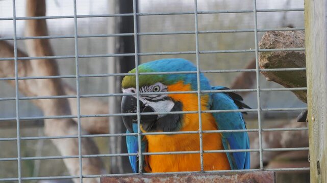 Blue and yellow macaw (Ara ararauna) aka blue and gold macaw in zoo enclosure, bends down to get food and chews seed
