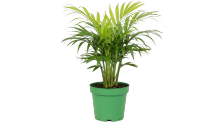 A vibrant green potted areca palm plant with lush foliage, isolated on a transparent background
