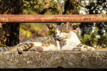 Stray cat lying on ground under fence in sunlight, relaxed street animal.
