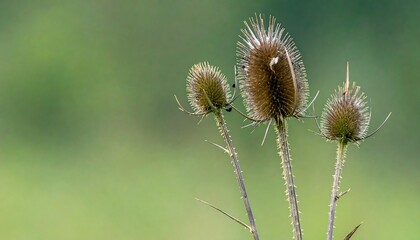 Three dried thistle seed heads against a blurred green background