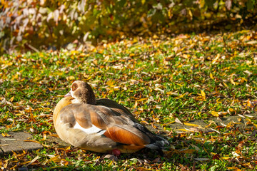 Egyptian geese Alopochen aegyptiaca cleaning feathers on lush green grass, enjoying grassy field, creating peaceful scene nature and wildlife, ornithology problems