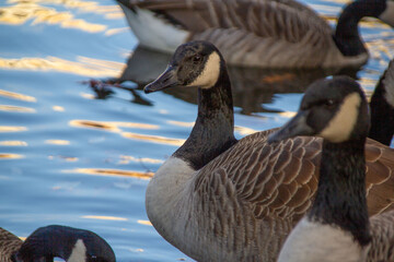 Obraz premium Canadian geese, birds North America on shore pond preparing for southern migration, Natural grazing behavior, nature reserve, bird migration, animal life