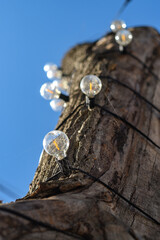 Hanging light bulbs on tree trunk. Multiple decorative clear light bulbs hanging on outdoor tree trunk.