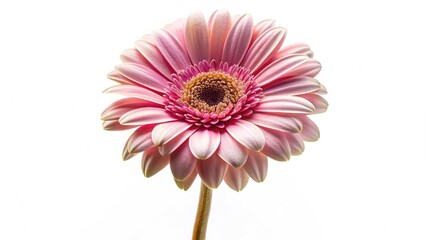 Pink gerbera daisy flower isolated on white. Closeup of a vibrant pink gerbera daisy with detailed petals, isolated on white background, ideal for floral and botanical themes