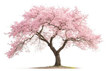 Blooming Cherry Blossom Tree in Springtime Landscape at Dusk