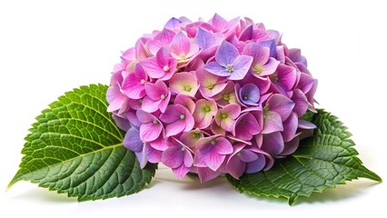 Pink and Purple Hydrangea Flower with Green Leaves. Colorful hydrangea blossom in shades of pink and purple, surrounded by lush green leaves, isolated on a white background