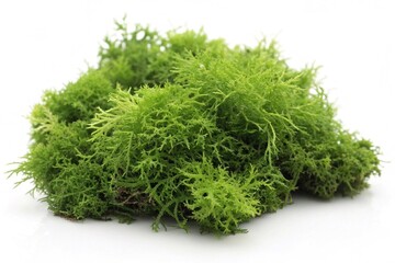 Bright green moss isolated on white background. Close-up of fresh, vibrant green moss with fine texture and natural shape, isolated on a clean white surface for clarity