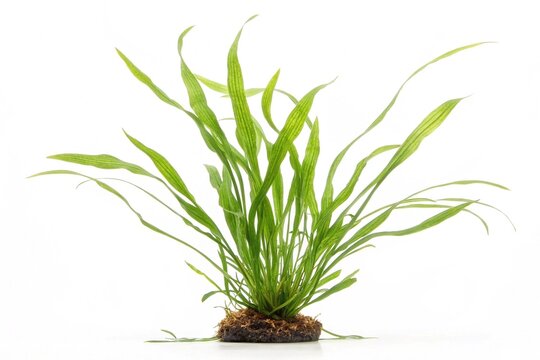 Aquarium Java Fern Plant on White Background. Bright green Java fern aquatic plant isolated on white background, ideal for freshwater aquariums and aquascaping visuals