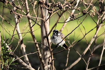 Obraz premium New Holland Honeyeater perched in gum tree, South Australia