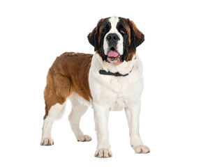 Fototapeta premium Saint Bernard dog illustration showing large fluffy pet breed, domestic animal symbol of loyalty, rescue and companionship isolated on white background