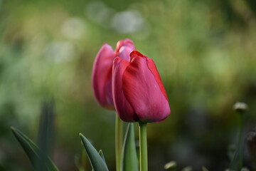 Fototapeta premium red tulip