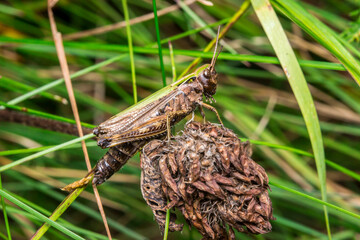 grasshopper meadow. an insect. close-up. on a blurry background. colorful macro photo of an insect. the screensaver. place for the text