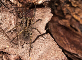 wolf spider on the stone. close-up.. colorful macro photo of an insect. the screensaver. place for the text