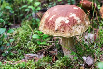 boletus mushroom eaten by insects. colorful macrophotography of a mushroom. the screensaver. the beauty of nature. space for the text.