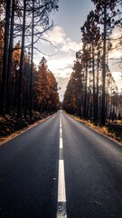 A paved road extends into a forest of tall trees, their browned foliage suggesting a recent wildfire.