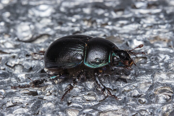 the dung beetle. close-up. on a metallic background. colorful macro photo of an insect. the screensaver. place for the text