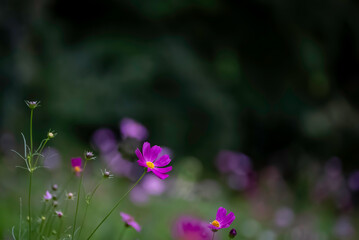 綺麗に咲くコスモス