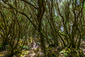Fototapeta premium Scenic landscape trail La Llania on El Hierro, Canary Islands, Spain, Europe 