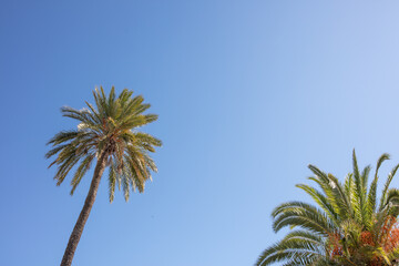 El Puerto de Santa Maria, Cadiz, Andalusia, Spain. 31 August 2025. Palm tree