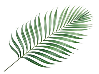 Green palm leaf isolated on transparent background