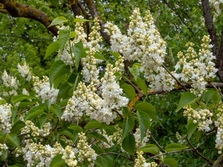 White double lilac blossoms in bloom