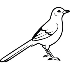 beautiful mocking bird  