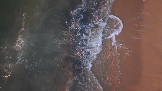 Aerial drone view of a roosterfish attacking a sardine bait ball in the clear waters of the Sea of Cortez, Baja California Sur, Mexico. Marine predator behavior and ocean wildlife from above.