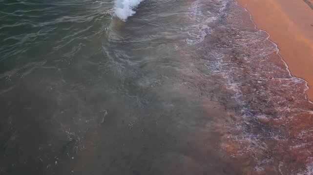 Aerial drone view of a roosterfish attacking a sardine bait ball in the clear waters of the Sea of Cortez, Baja California Sur, Mexico. Marine predator behavior and ocean wildlife from above.