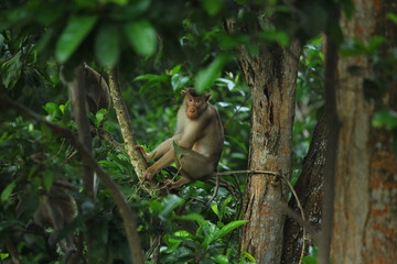 Monkeys live in their habitat in the forest