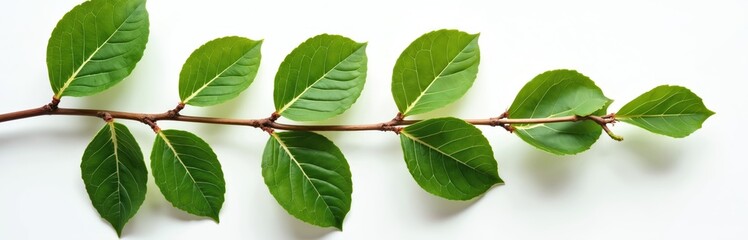 Obraz premium Green leaves on brown branch. Fresh foliage isolated on white background. Nature leafy texture. Plant stem with multiple oval shaped leaves. Leaf veins visible. Botanical illustration.