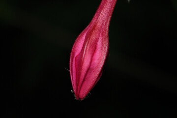 natural pink mirabilis jalapa flower photo	