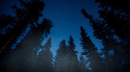 Fototapeta premium A serene forest at night under a sky full of stars