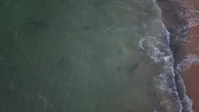 Aerial drone view of a roosterfish attacking a sardine bait ball in the clear waters of the Sea of Cortez, Baja California Sur, Mexico. Marine predator behavior and ocean wildlife from above.