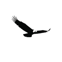 A majestic bird of prey soars through the air dark silhouette