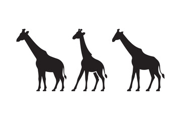 Three silhouetted giraffes standing side by side © Sadek