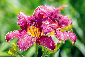pink, purple lilly flowers after rain in the garden