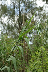 natural plant Arundo Donax