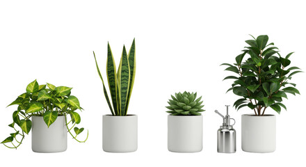 Fototapeta premium Four popular houseplants in white pots with a silver mister, on transparent background, soft shadowless studio product photography. Concept of home decor