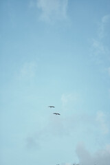 dos aves alcatraz en un cielo azul  con algunas nubes grises