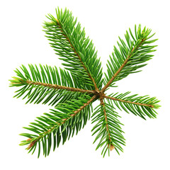 Green fir tree branch isolated on white background.png