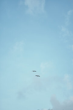 dos aves alcatraz en un cielo azul  con algunas nubes grises