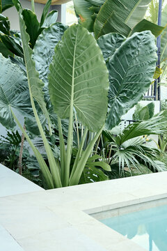 plantas nativas colombianas en una piscina