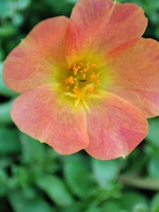 Obraz premium Portulaca umbraticola. Verdolaga ornamental. Flor de seda.