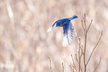 Bluebird with wings spread taking off from branch