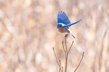Bluebird with wings spread taking off from branch