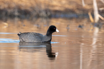 Black colored duck coot swimming in a pond
