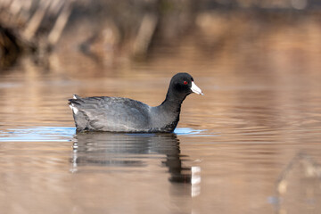 Black colored duck coot swimming in a pond