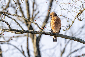 Red Shouldered hawk raptor perched on a tree branch
