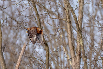 Red Shouldered hawk raptor lifting off from a tree branch